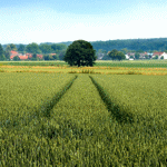 Landwirtschaft