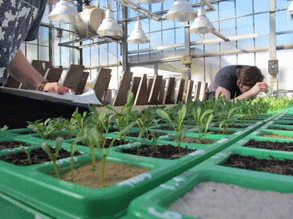 Pruebas de germinación con diferente substrato